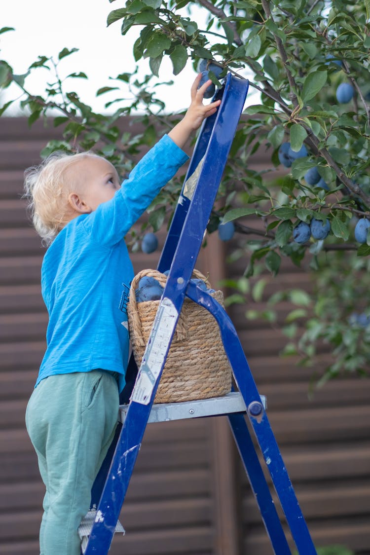 A Young Kid Climbing On A Ladder While Reaching The Tree