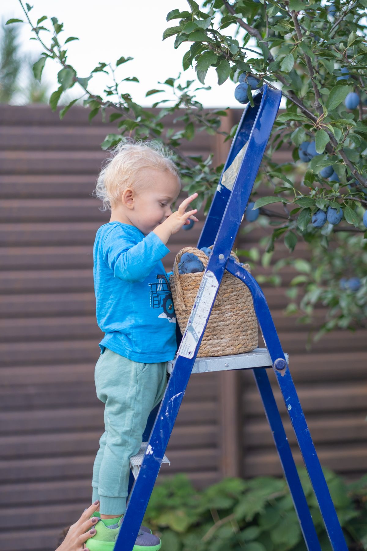 A young child picking fruit from a tree on a small ladder outdoors