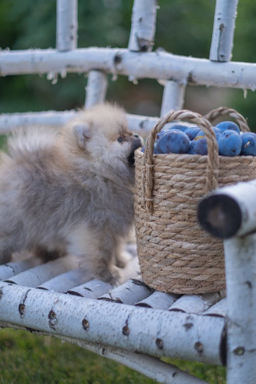 Free Brown Pomeranian Puppy on the Wooden Bench Stock Photo