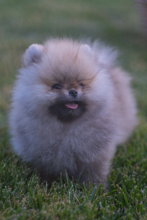 Free Brown Pomeranian Puppy on Green Grass Field Stock Photo