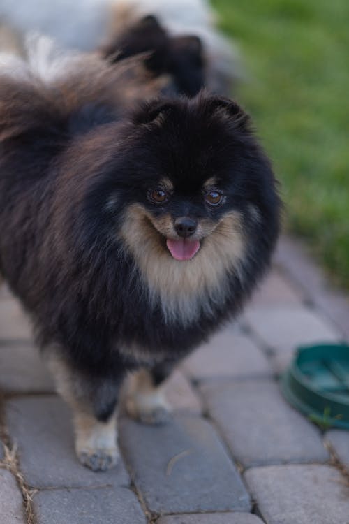 Fotos de stock gratuitas de animal, canino, fotografía de mascotas