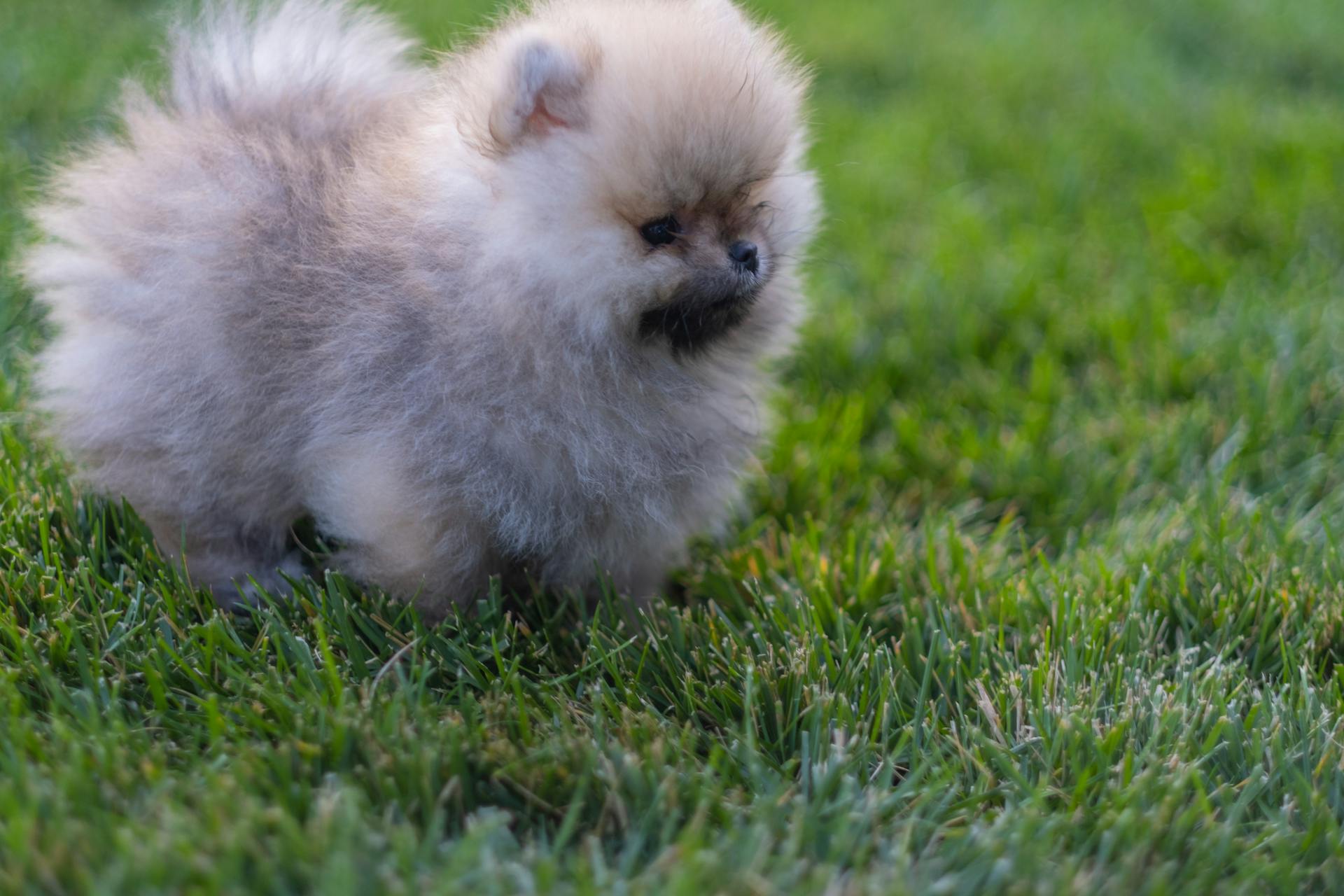 Brown Pomeranian Puppy on Green Grass