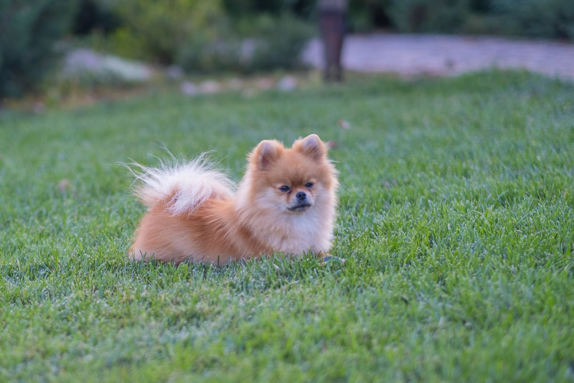Cute Pomeranian dog lying on green grass in a peaceful outdoor setting.