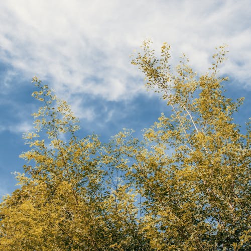 Imagine de stoc gratuită din cer albastru, copaci verzi, format pătrat