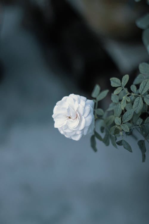 Foto stok gratis berbunga, bunga putih, fotografi bunga
