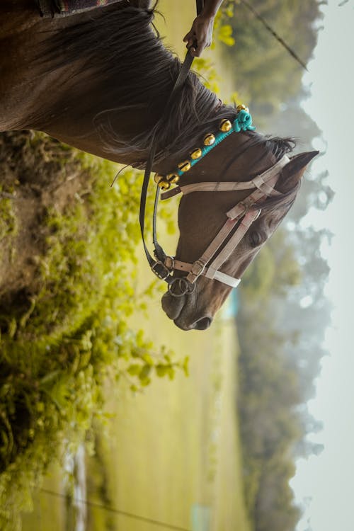 Ingyenes stockfotó barna ló, fényképek a vadvilágról, ló témában