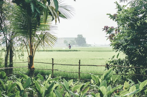 Foto stok gratis agrikultura, lahan pertanian, lansekap