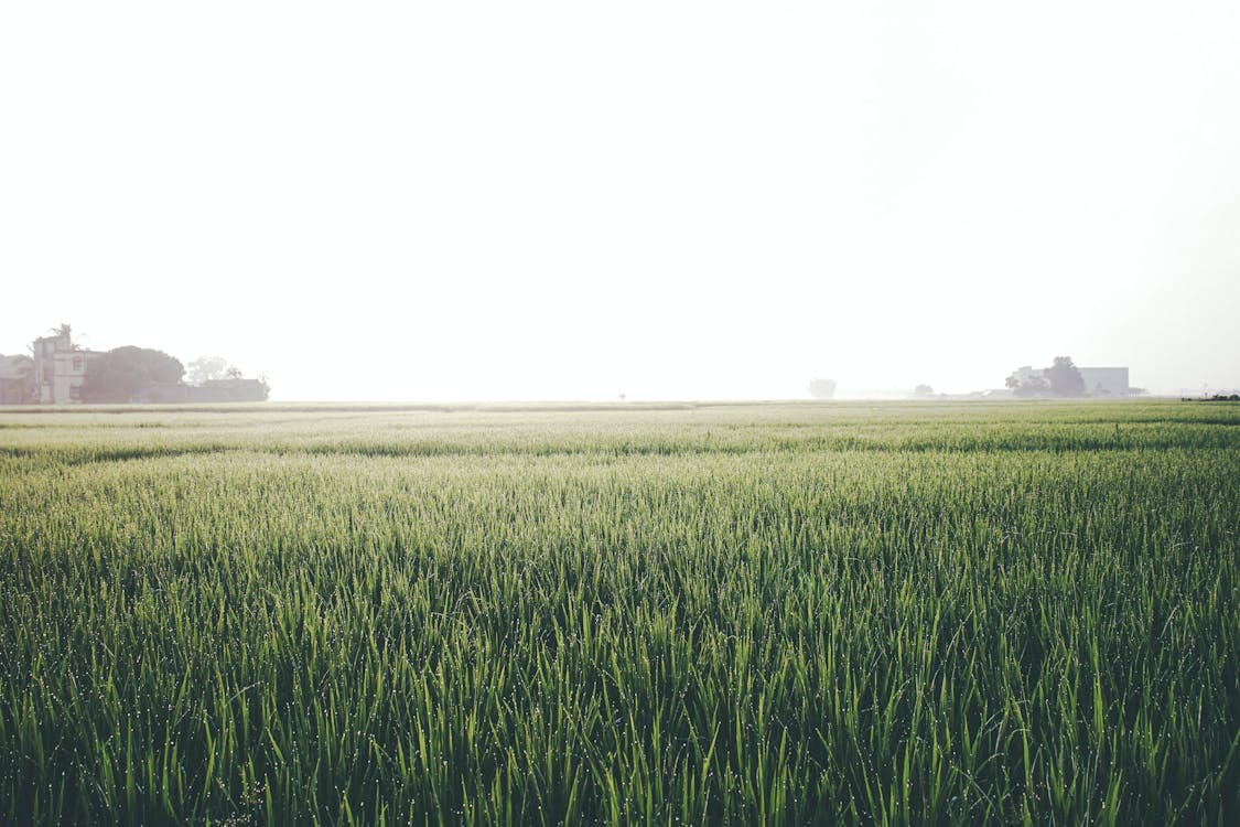 คลังภาพถ่ายฟรี ของ การเกษตร, ชนบท, ท้องฟ้าสีขาว