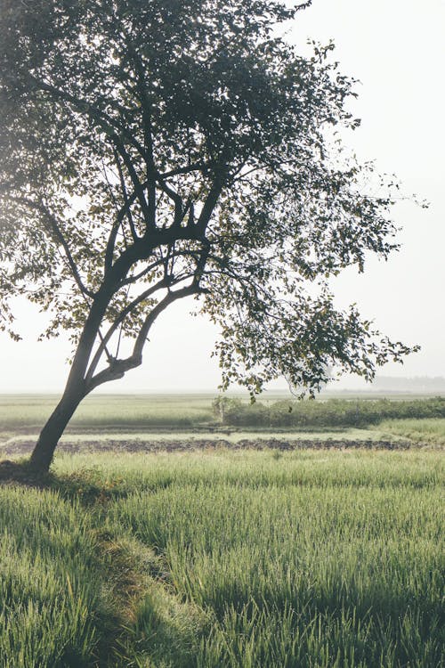 Ücretsiz ağaçlar, alan, çayır içeren Ücretsiz stok fotoğraf Stok Fotoğraflar