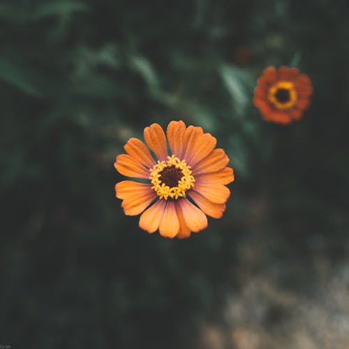 A Close-up Shot of a Blooming Flower