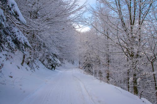 积雪覆盖的树