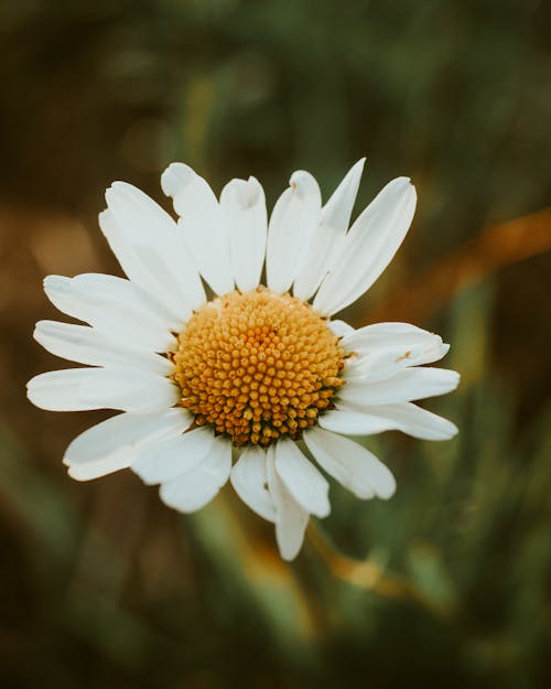 White Marguerite Daisy in Bloom