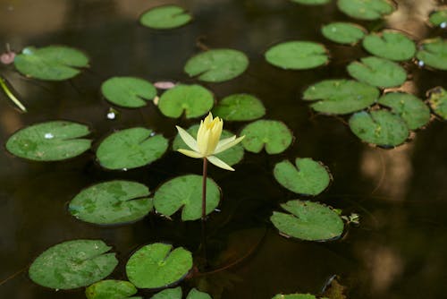 Yellow Lotus Flower on Water