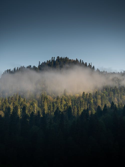 Fog Over the Forest