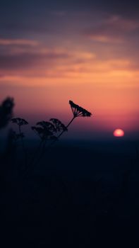 Captivating silhouette of wildflowers with a vibrant, dramatic sunset in the background.