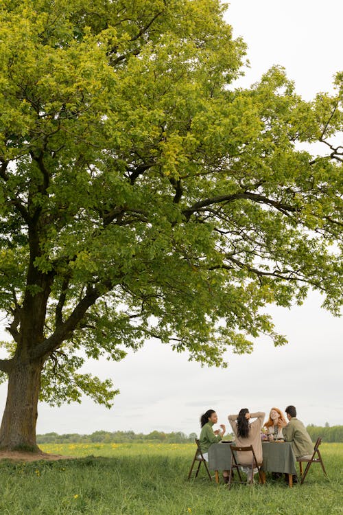 Free A Group of Friends Having Conversation Under the Green Tree Stock Photo