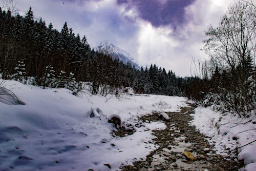 Photos gratuites de arbres, brise-lames, flocons de neige