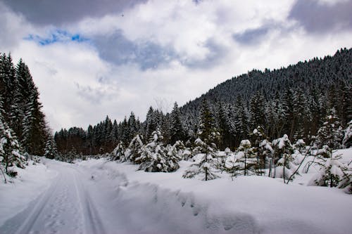 Photos gratuites de allemagne, arbres, bayern