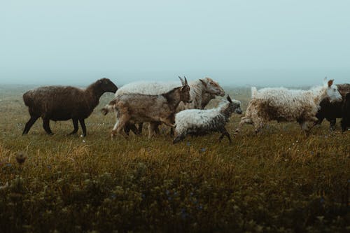 Gratis stockfoto met beest, dierenfotografie, grasveld