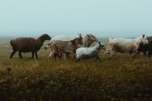 A herd of sheep grazing in a lush, misty countryside field on a foggy day.