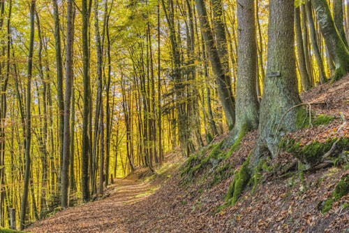 Fotobanka s bezplatnými fotkami na tému cestička, exteriéry, jeseň