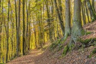 风景秀丽的秋天小径穿过充满活力的森林，展现了秋叶与宁静的自然美景