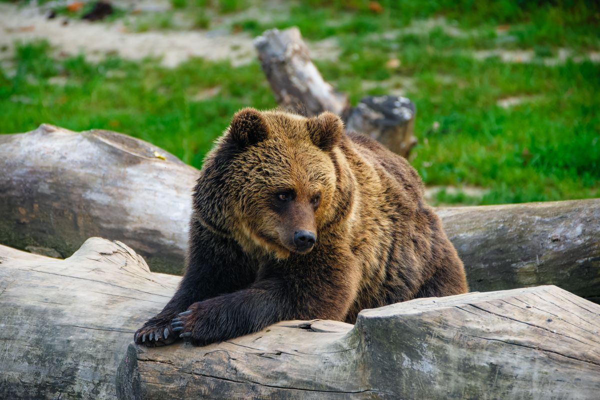 Brown bear resting on a fallen tree trunk in a Japanese forest, similar to the brown bears that inhabit Shiretoko National Park