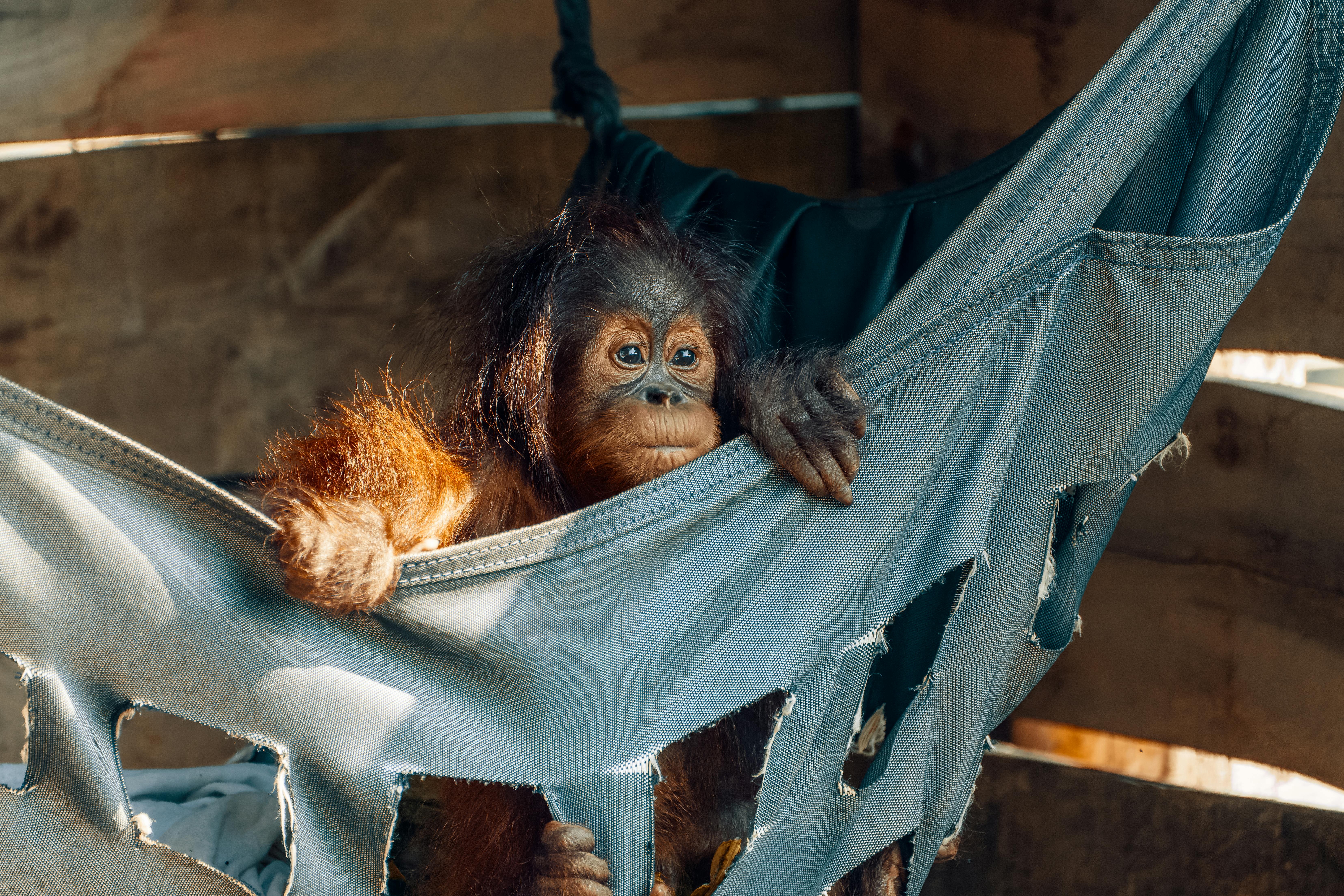 brown monkey on the blue hammock