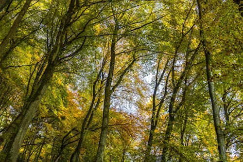 Ilmainen kuvapankkikuva tunnisteilla kuva alakulmasta, luonto, metsä