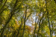 晴朗的天空下，郁郁葱葱的森林里，低角度的视角展现了充满活力的秋叶