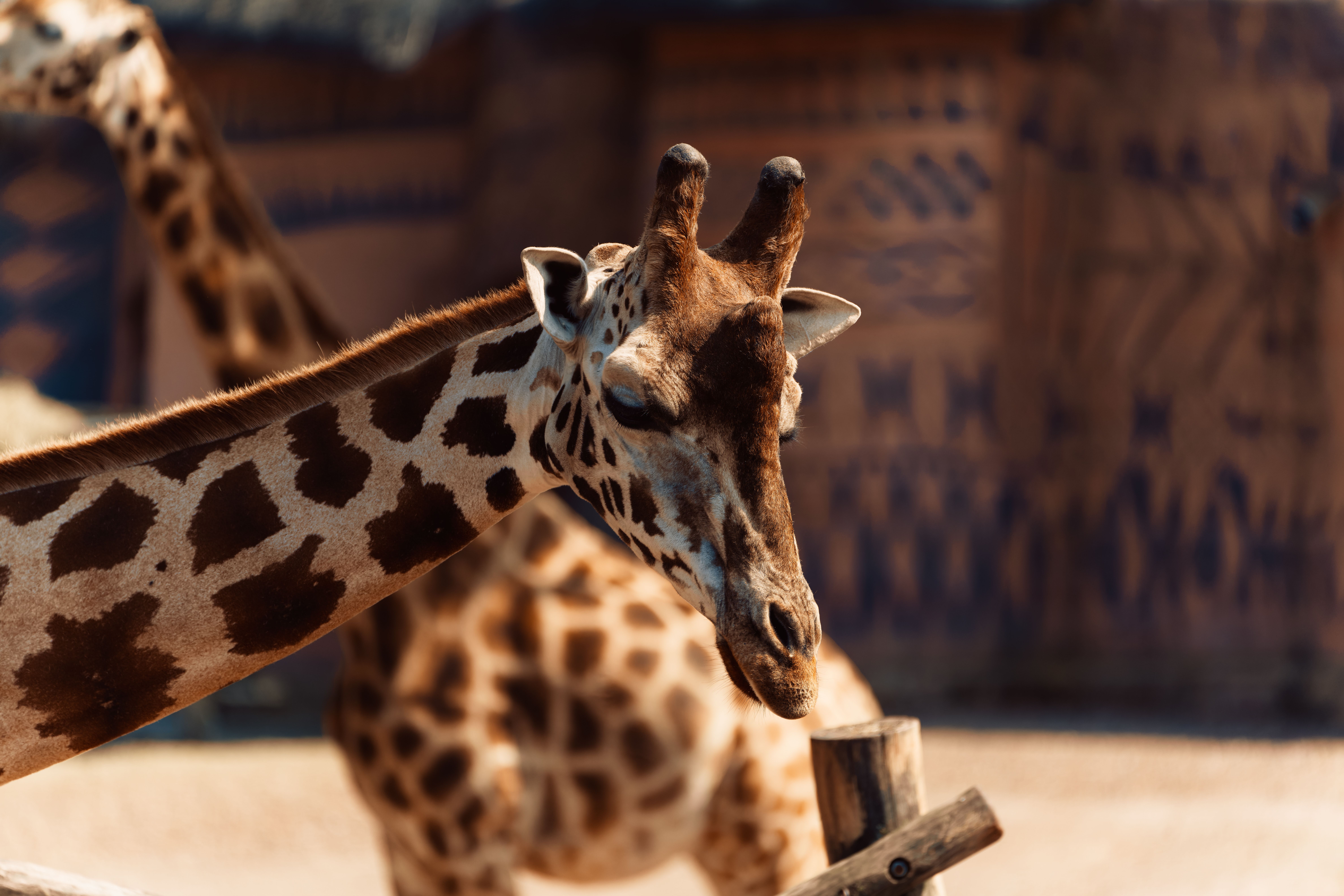An intimate close-up of a giraffe in Brugelette Zoo, Wallonie, Belgium.
