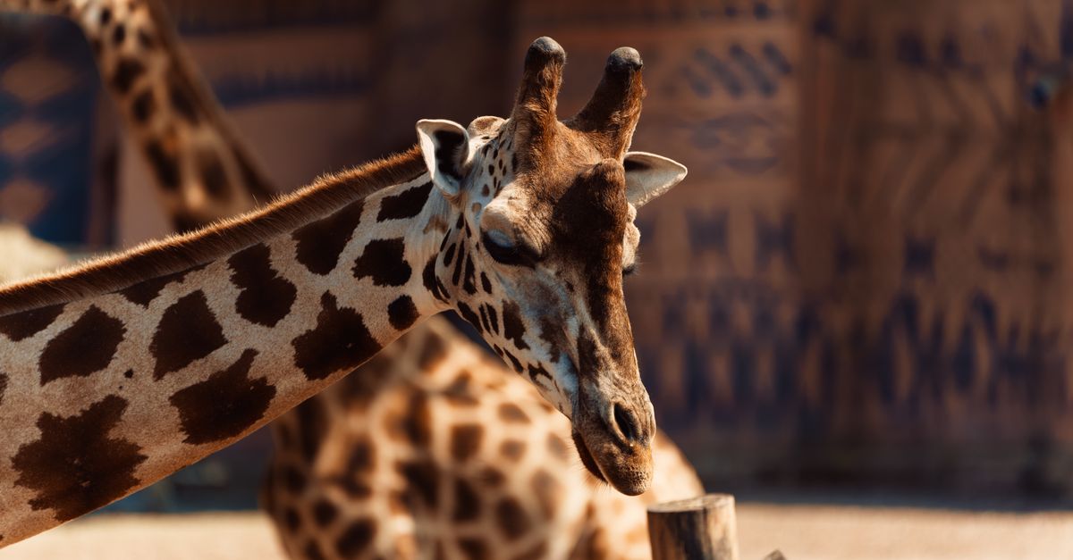 An intimate close-up of a giraffe in Brugelette Zoo, Wallonie, Belgium.