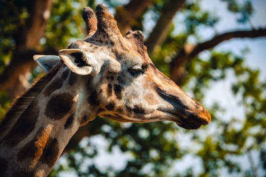 A striking close-up of a giraffe's face with a natural background, captured outdoors.