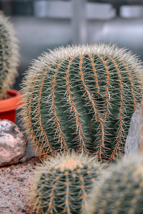 Close-up Photo of a Cactus