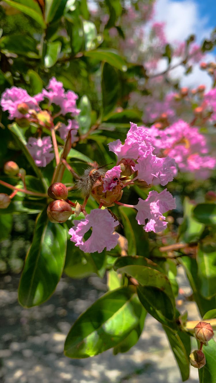 Close-up Of Crape Myrtle Flowers 