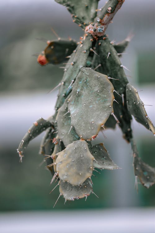 Green Prickly Pear Cactus