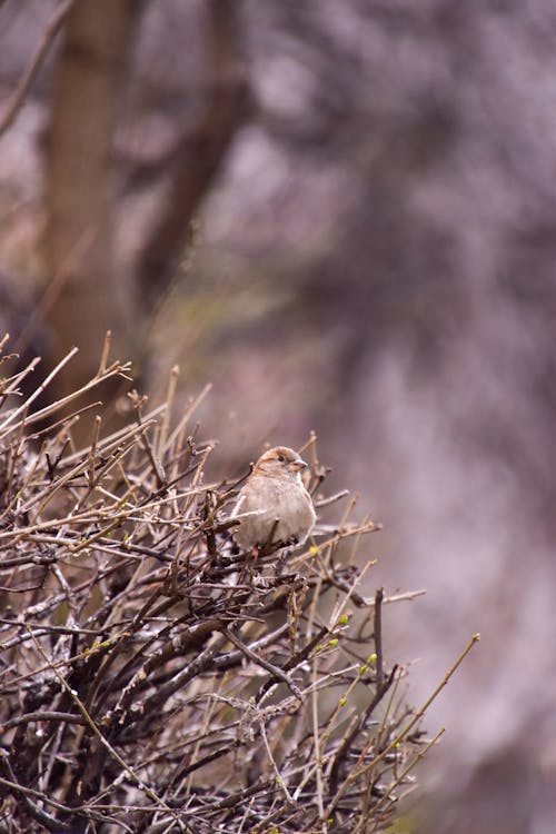 Free Old Word Sparrow on Twigs  Stock Photo