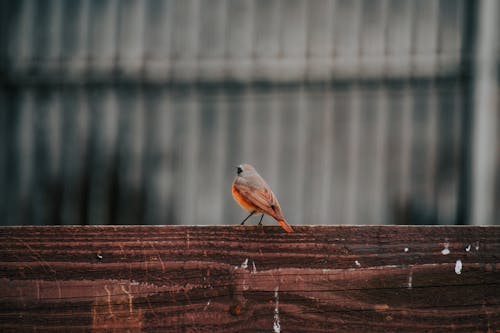A Bird Perched on a Wooden Plank