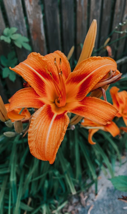 Free An Orange Flower in Bloom Stock Photo