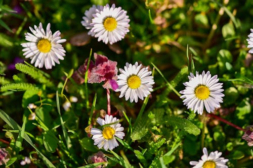 Foto profissional grátis de floração, flores brancas, fotografia de flores