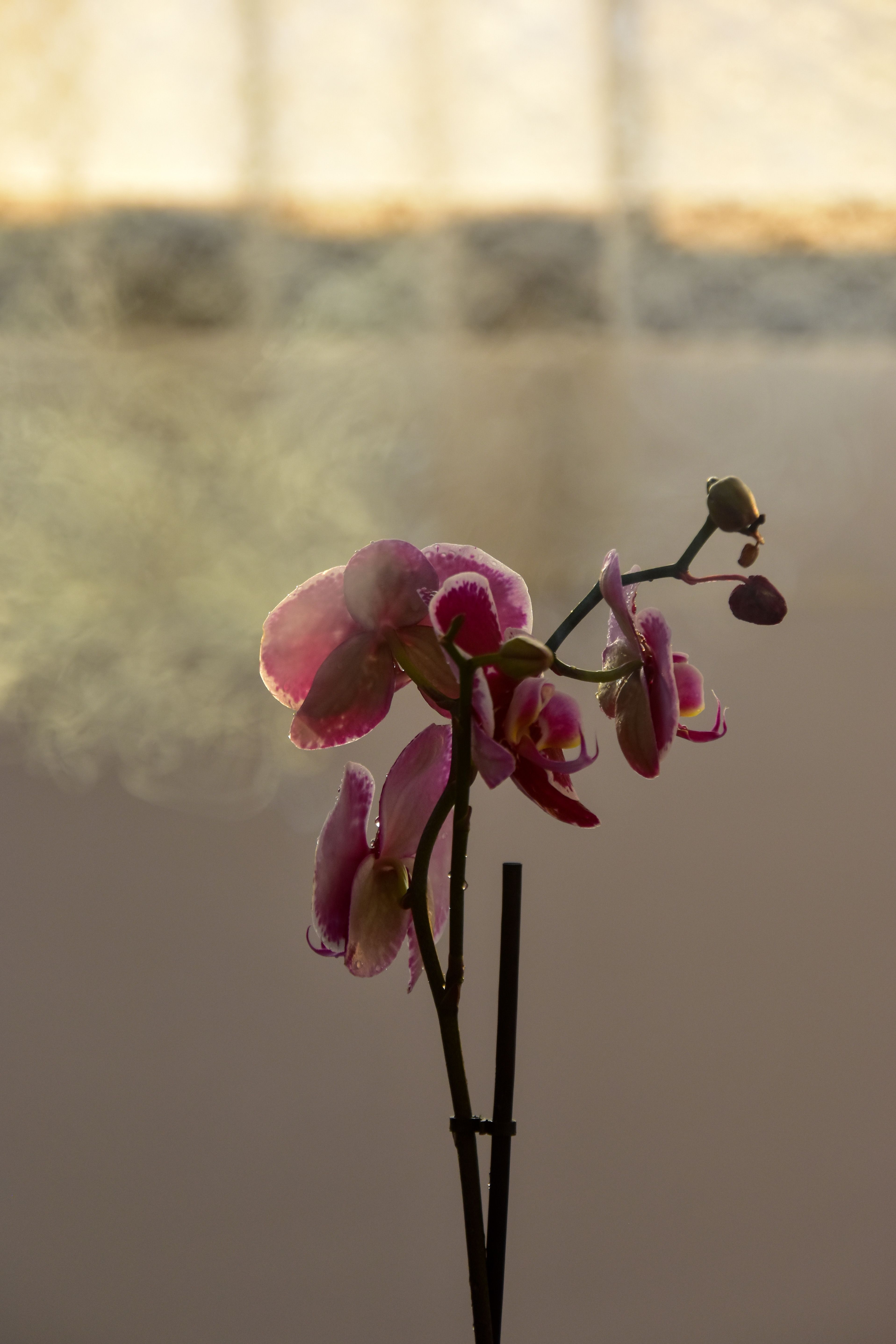 Orchid box Denver
