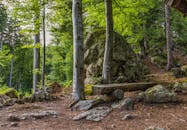 这片宁静的森林景观中设有木凳和岩石地形