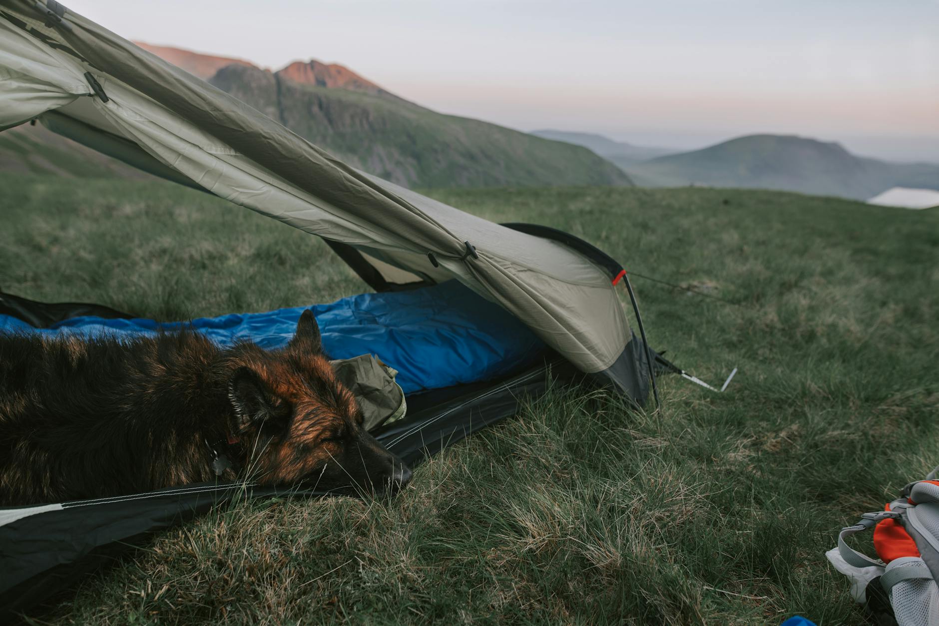 Adult Short-coated Tan and Black Dog Lying on Blue and Gray Dome Tent ...