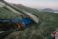 白天，在瓦斯代尔黑德的帐篷里，一只狗正享受着轻松的露营时光