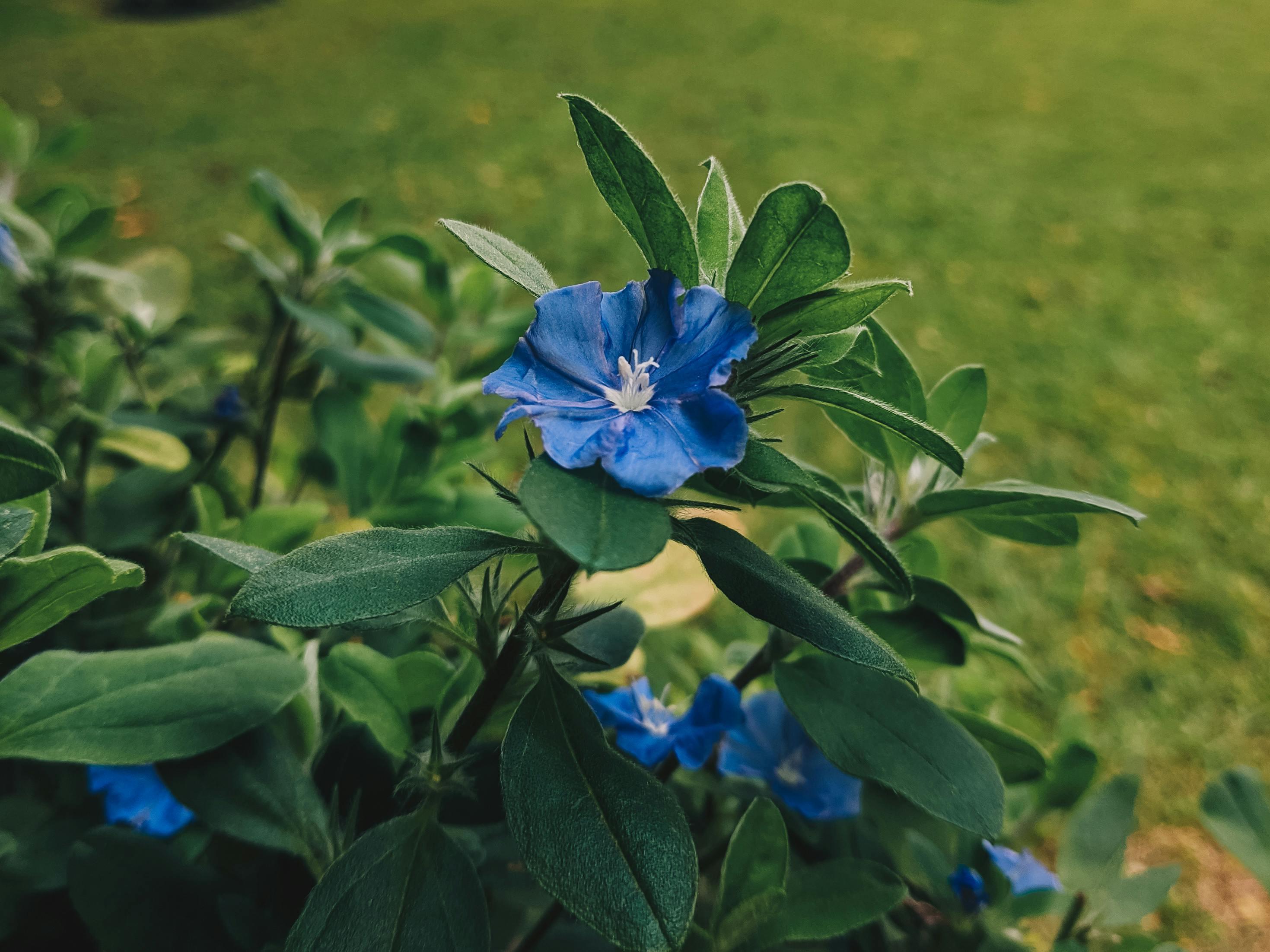 A vibrant blue flower blooms amidst lush green leaves in a sunny summer garden setting.