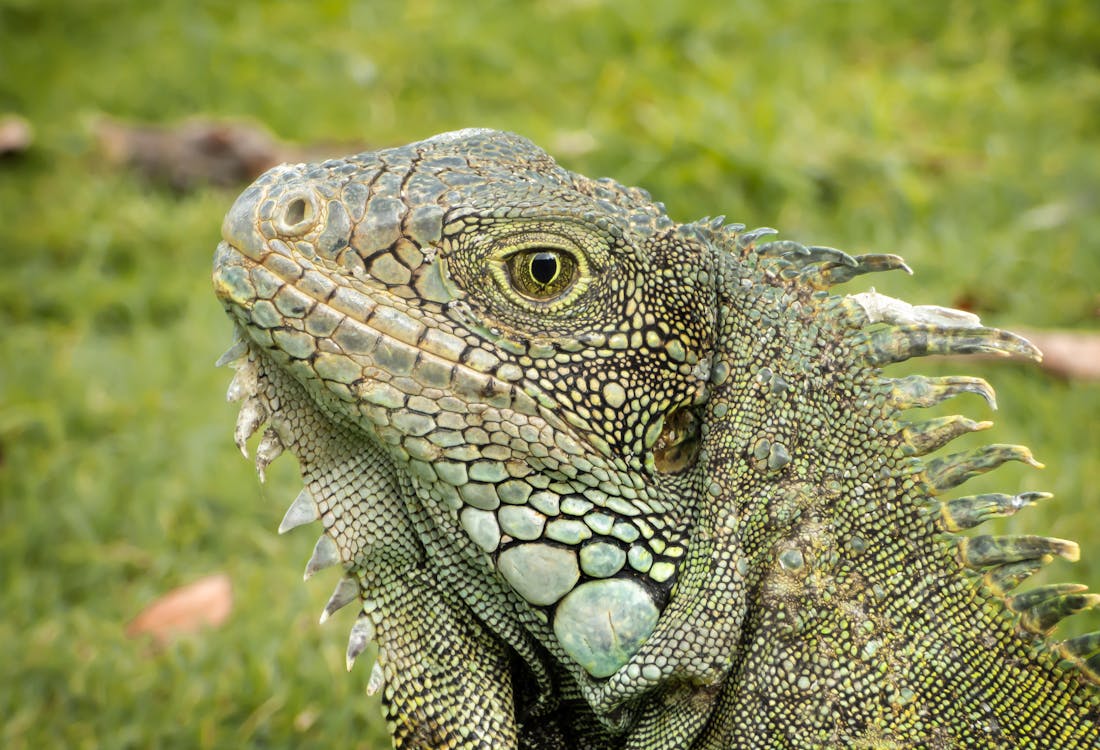 Darmowe zdjęcie z galerii z fotografia zwierzęcia, gad, iguana