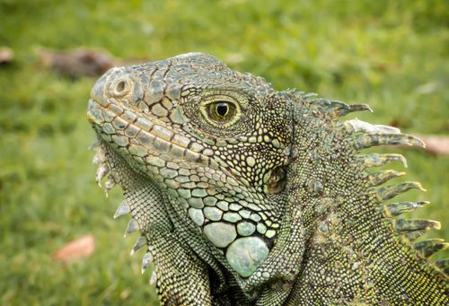 Free Detailed image of a green iguana in a natural setting in Guayaquil, Ecuador. Stock Photo