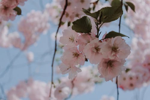Gratuit Photos gratuites de fermer, fleurs de cerisier, fleurs roses Photos