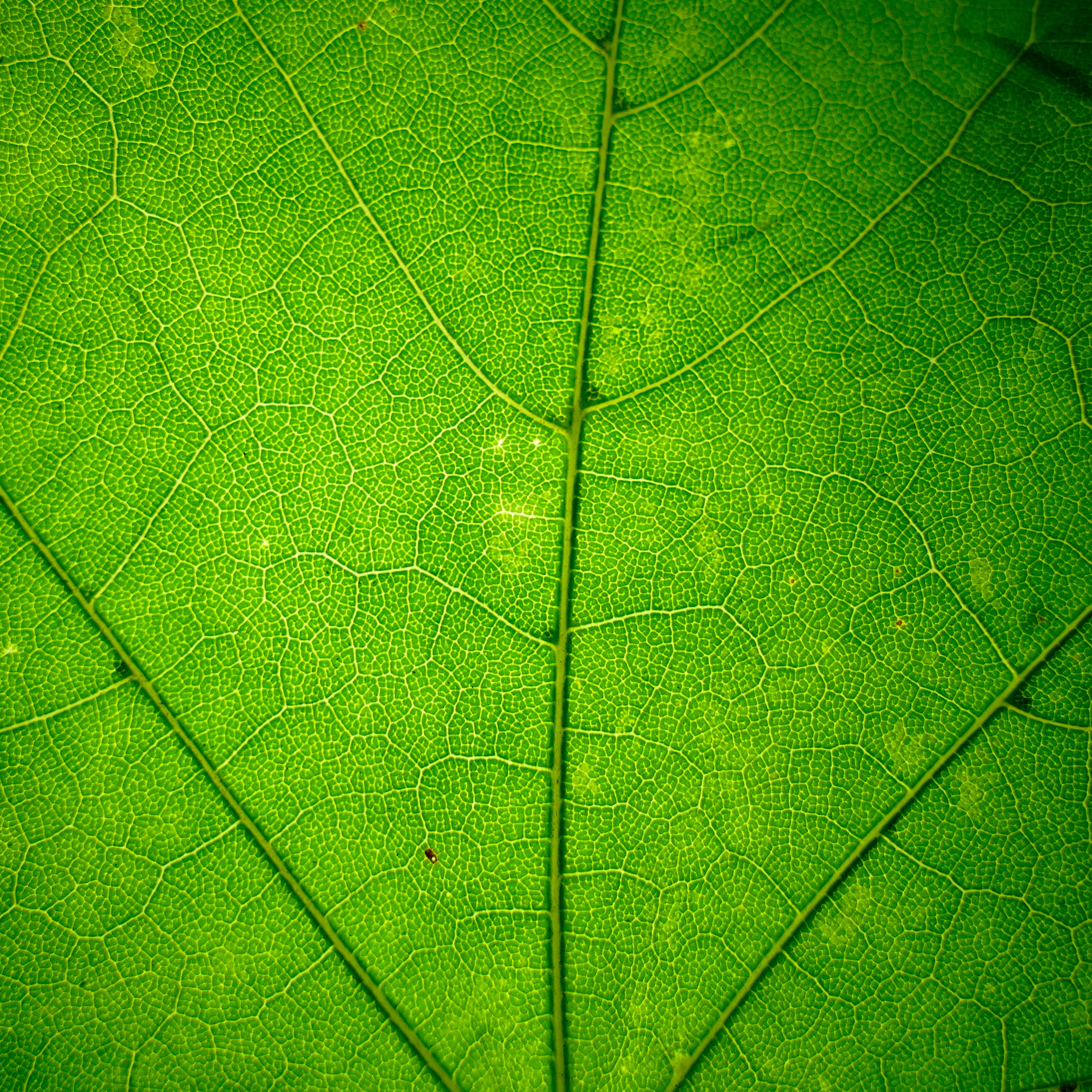 Green Leaf in Close Up Photography