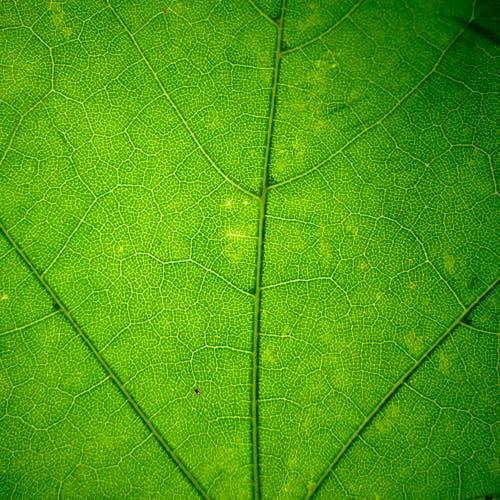 Darmowe zdjęcie z galerii z liść, pionowy strzał, tekstura